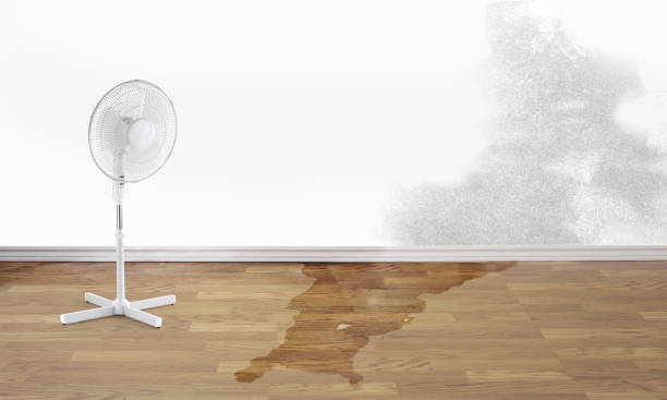 Best Water damage contractors near me  in Lake Mills, IA